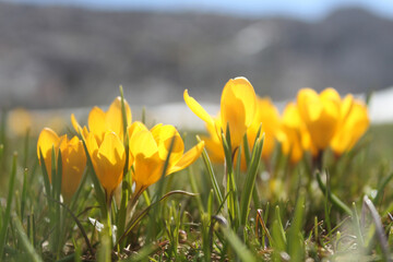 Poster - The first yellow crocuses in the spring garden