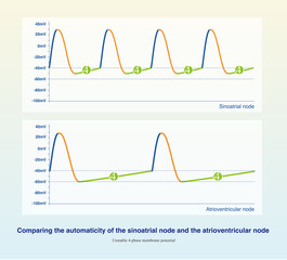 Both the sinoatrial node and the atrioventricular node have automaticity, but the sinoatrial node's 4-phase diastolic phase has a faster rate of acceleration and generates faster impulses.