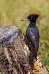 Wall Mural - Schwarzspecht (Dryocopus martius) Weibchen