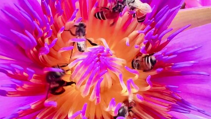 Wall Mural - 4K A swarm of bees foraging on the lotus pollen