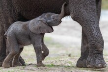 Young African Elephant Wandering Alongside Its Mother In The Wild.