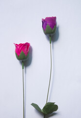 Poster - purple and pink rose flower made from soap close-up isolated on white background