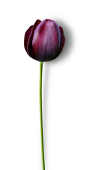 Wall Mural - Burgundy Tulip