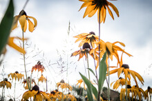 Rudbeckia Hirta, Coneflowers And Black-eyed-susans On A Flowerbed In The Park Against The Background Of The Sky
