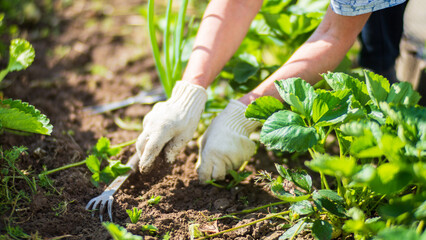 The farmer takes care of the plants in the vegetable garden on the farm. Gardening and plantation concept. Agricultural plants growing in garden beds