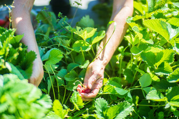 Wall Mural - Farmer's hands harvest crop of currant in the garden. Plantation work. Autumn harvest and healthy organic food concept close up with selective focus