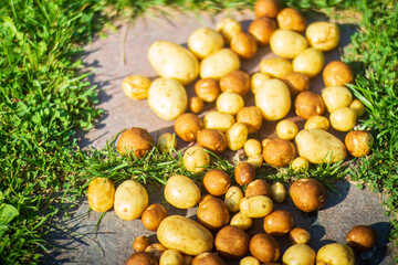 Wall Mural - Potatoes harvest collected in the farm. Plantation work. Autumn harvest and healthy organic food concept close up with selective focus