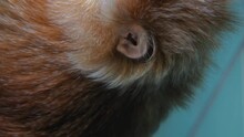 Close Up Of A Javan Langur Or Lutung Monkey Head