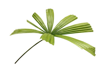 Wall Mural - Palm leaves Green nature Tropical forest isolated on transparent background - png