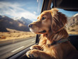 Cute little dog looks out the car window. Travel concept with pet.