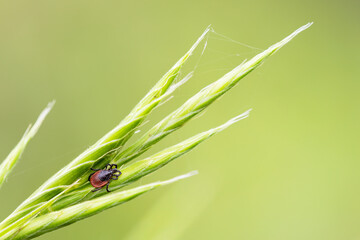 small common tick on a green grass with green background. Horizontal macro nature photograph. lyme disease carrier.