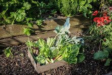 Crate Of Freshly Picked Vegetables Standing In Vegetable Garden