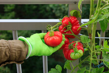 Woman Picking Fresh Tomatoes From Plant In Garden