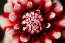 Petals Of Red Blooming Dahlia