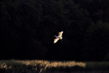 Great Egret (Ardea Alba) Flying At Night