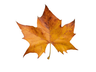 Wall Mural - plane tree autumn dry brown leaf flat lay isolated transparent png. platanus orientalis or old world