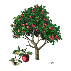 Wall Mural - Apple tree and branch vector