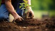 Passionate gardener planting vibrant tree, caring for garden with precision and dedication