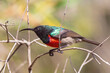 Breeding male Greater Double-collared Sunbird (Cinnyris afer) Wilderness, Western Cape, South Africa