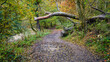 Fallen Tree over Footpath in Holywell Dene, which is an ancient woodland ravine and is the valley of Seaton Burn in North Tyneside, popular with walkers