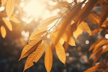 Poster - Sunlight streaming through the leaves of a tree. Perfect for nature and outdoor-themed designs.