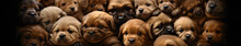 Puppy Pile Bliss Close-Up Top View Of A Delightful Bundle Of Baby Dogs.
