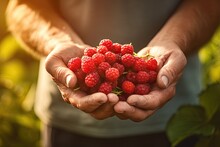 In the summer sunshine, an elderly farmer's hands hold ripe red raspberries in a garden.