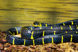 Mangrove snake or Ulenburong.
 On top of the snake is a brilliant black-blue color, which contrasts with bright yellow narrow transverse rings. This is a large snake up to 2.5 meters long. It is commo