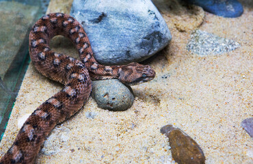 Wall Mural - Painted Saw-scaled Viper.
 It is a brownish-gray snake with a row of light diamonds or stripes along the back, 70-75 cm long and weighing up to 200 g. It is one of the ten most venomous snakes in the 