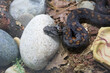 Radde Armenian Mountain Adder.
 It is a venomous snake with a dense wide body and a flat and wide head. It mainly has a dark gray color with red-orange-yellow spots. Radde live in the south of Armenia