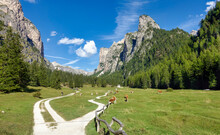 Entrance of Vallunga valley Langental Val Gardena with cows and blue sky. Curved path along green meadows.