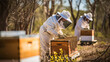 Beekeepers collect honey from boxes