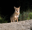 Coyote (Canis latrans) on sand dune at night, Galveston, Texas, USA. This coyote population is believed to have genes of red wolf (Canis rufus).