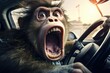 The face of a frightened, shocked monkey driving a car. Humor. joke. Conceptual.