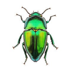 Green beetle Coleoptera, cut out - stock png.