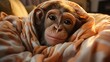 Affe kuschelt mit einer Decke. Schimpanse unter einer Kuscheldecke warm eingepackt. Niedlicher Glücklicher Menschenaffe zu Hause im Bett.  