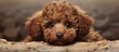 Brown poodle on white backdrop Copy space image Place for adding text or design