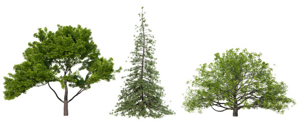 Poster - collection PNG transparent tree for dragand drop decoration, 3d illustration rendering