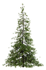 Leinwandbilder - PNG transparent tree for dragand drop decoration, 3d illustration rendering