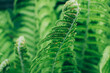 Top macro view of beautiful fresh green fern leaf background