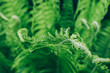Macro view of beautiful fresh green fern leaf background.