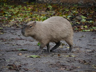 capibara portrait looking at you