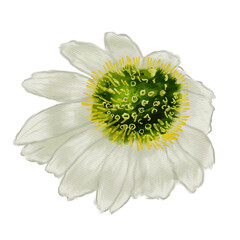 Wall Mural -  Botanical watercolor illustrations echinacea medicinal plant chamomile.