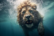lion swimming