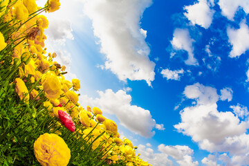 Poster - Picturesque ranunculus