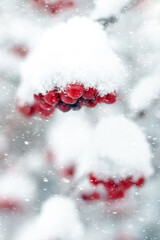 Wall Mural - Clusters of viburnum with red berries covered with a cap of snow during snowfall