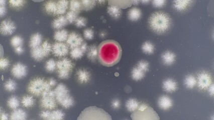 Sticker - time-lapse of the growth of microorganisms and bacteria in a Petri dish during medical tests for pathological microbiomes