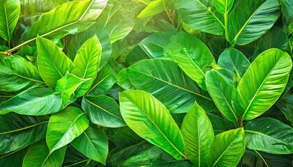 Wall Mural - the fresh tropical green leaves background