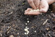gardener's hands planting peas in urban vegetable garden on fertile soil, pea or legume seeds
