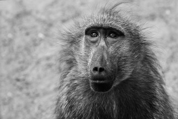 portrait of a baboon